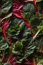 Photorealistic Detailed Seamless Pattern of Swiss Chard