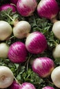 Photorealistic Detailed Seamless Pattern of Turnips