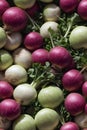 Photorealistic Detailed Seamless Pattern of Turnips