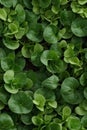 Photorealistic Detailed Seamless Pattern of Watercress