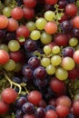 Photorealistic Detailed Seamless Patterns of Grapes