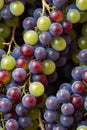 Photorealistic Detailed Seamless Patterns of Grapes