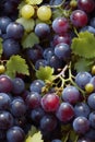 Photorealistic Detailed Seamless Patterns of Grapes