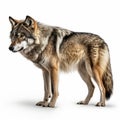 Photorealistic Grey Wolf: A Stunning Representation Of Native American Symbolism