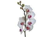 Photorealistic illustration of phalaenopsis or orchid.