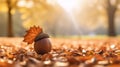 acorn in autumn orange leaves in sunlight high resolution