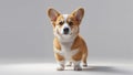 Photorealistic image of a corgi pup standing on white background Royalty Free Stock Photo