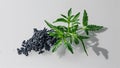 Photorealistic image of a dark herb floating on a white background Royalty Free Stock Photo