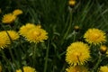 Yellow dandelion flowers on green grass background, close-up Royalty Free Stock Photo