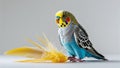Photorealistic image of a parakeet beside feather toy on white background Royalty Free Stock Photo