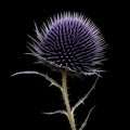 Purple Thistle Flower: A Stunning Composition With A Touch Of History