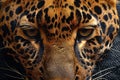 Photorealistic leopard print with evenly distributed pattern.
