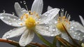 Photorealistic Macro: Dew Drops On White Flowers In Precisionist Style