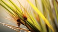 Photorealistic Macro Of Palm Eleocharis Ovata With Dramatic Lighting