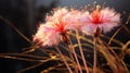 Photorealistic Macro Of Pink And Furry Carnation Eleocharis Ovata