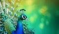 Photorealistic peacock on blurred green background