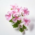 Photorealistic Pink Geranium Flowers: A Symmetrical Asymmetry In Fairycore Style