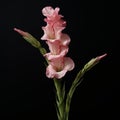 Photorealistic Pink Gladioli Plant Against Black Background Staged Photography