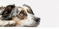 Photorealistic portrait of a border collie. Royalty Free Stock Photo