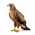 Photorealistic Rendering Of Brown Eagle Standing On White Background