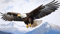 Realistic Bald Eagle In Flight: Hyper-detailed Digital Airbrushing Royalty Free Stock Photo