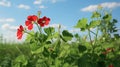 Photorealistic Rendering Of Geranium In A Vibrant Green Field