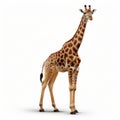 Photorealistic Rendering Of A Giraffe On A White Background