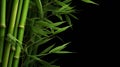 Photorealistic Renderings Of Natural Bamboo On Black Background