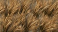 Photorealistic Renderings Of Switchgrass: Seamless Texture For Landscape Design