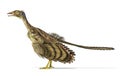 Photorealistic representation of an Archaeopteryx dinosaur.