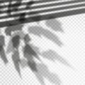 Photorealistic vector foliage shadow effect, louvers reflection Royalty Free Stock Photo