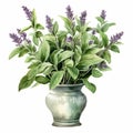 Realistic Watercolor Lavender Flowers In Vase Clipart