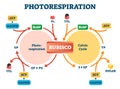Photorespiration vector illustration. Labeled photosynthesis education scheme