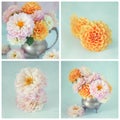 Photos of beautiful flowers. Royalty Free Stock Photo