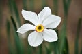 Photos with a beautiful, gentle and lonely flower of a white narcissus jonquilla, jonquil, rush daffodil Royalty Free Stock Photo