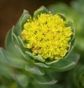 Photos of beautiful plants with fleshy leaves, concealing the buds yellow flowers Royalty Free Stock Photo