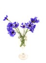 Photos of blue flowers bouquet of cornflowers in a vase, isolate on a white background