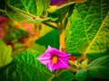 Photos of brinjal flower in india