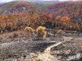 Before and after images of the bushfires damage in the Blue Mountains, Australia