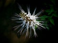 photos of cat whiskers plant flowers blooming in my yard in the morning Royalty Free Stock Photo