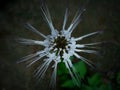 photos of cat whiskers plant flowers blooming in my yard in the morning Royalty Free Stock Photo