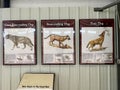 Photos of dog type of animal at the Ashfall Fossil Beds State Historic Park in Royal, N