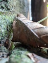 photos of dry leaves lying in the photo at close range and look very beautiful and beautiful and aesthetic