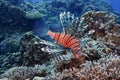 Photos of fish swimming above beautiful coral reefs in the sea.Can be used as a background image