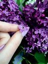 Photos of a five-petal lilac flower