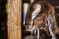 A goat who is sad alone in a cage