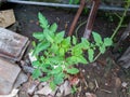 green tomatoes growing on the vine in the vegetable garden, stock photo Royalty Free Stock Photo