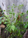 green tomatoes growing on the vine in the vegetable garden, stock photo Royalty Free Stock Photo