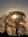 Photos with landscape background of sunset in early spring with silhouettes of black trees