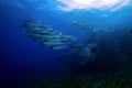 Photos of many fish swimming in the deep blue sea.